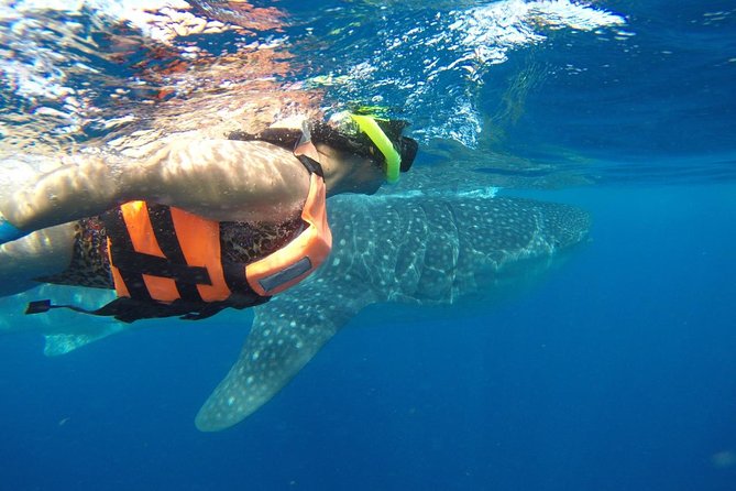 Private Whale Shark Tour from Cancun - Why a private whale shark boat feels worth it