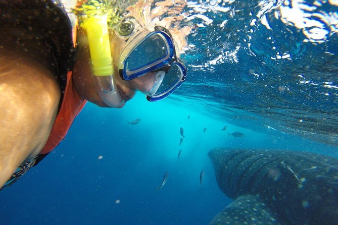 Private Whale Shark Tour from Cancun - The whale shark encounter: guided, gentle, and built for multiple swims