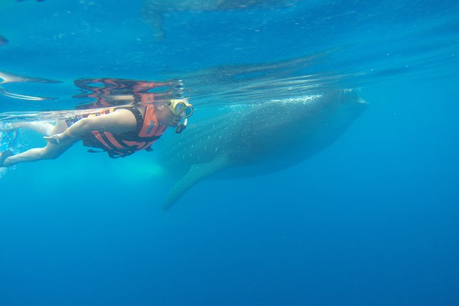 Private Whale Shark Tour from Cancun - Isla Mujeres lunch: ceviche and chicken sandwiches by the shore