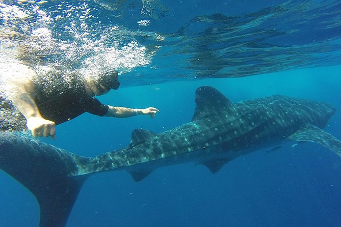 Private Whale Shark Tour from Cancun - Price and value: what you pay, what you add, and why the math matters