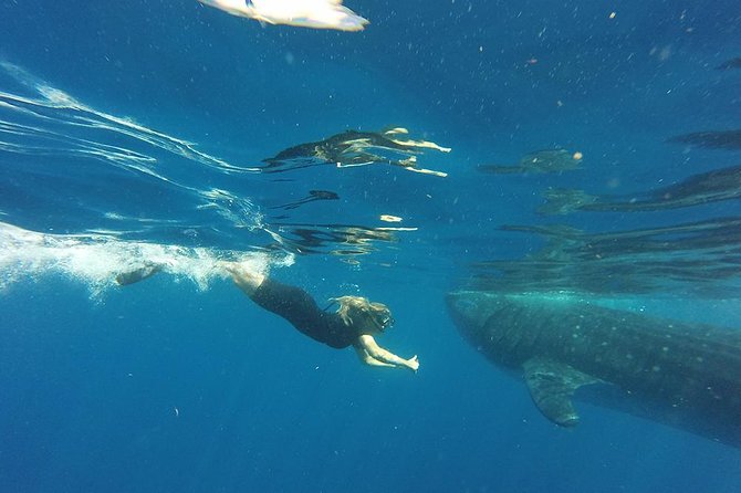 Private Whale Shark Tour from Cancun - Who this tour suits best (and who should reconsider)