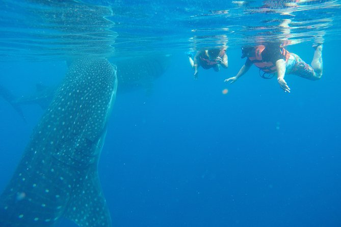 Private Whale Shark Tour from Cancun - Getting there early: 7:00 am pickup and how the day flows