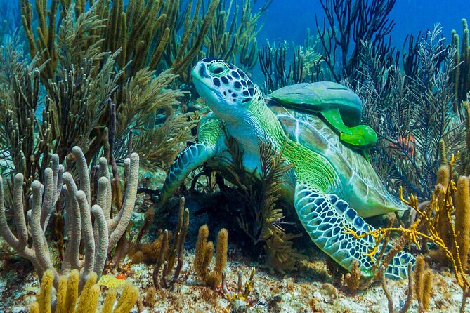 Puerto Morelos Catamaran Reef Sail and Snorkel - Who should book, and who should skip this snorkel day