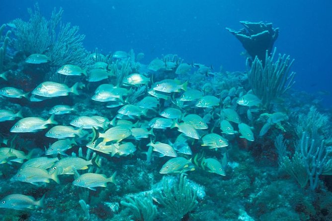 Puerto Morelos Reef Snorkeling Tour with Lunch - Puerto Morelos Reef, Mesoamerican Barrier Reef, and Why This Tour Works