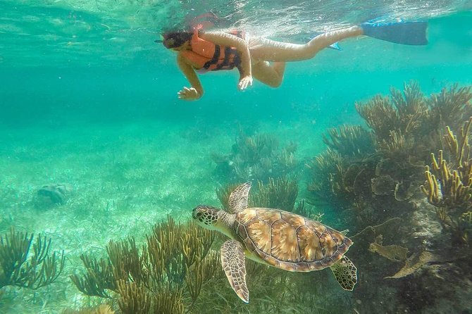Puerto Morelos Reef Snorkeling Tour with Lunch & Hotel Pickup - Snorkel stop two: better chances for turtles and rays