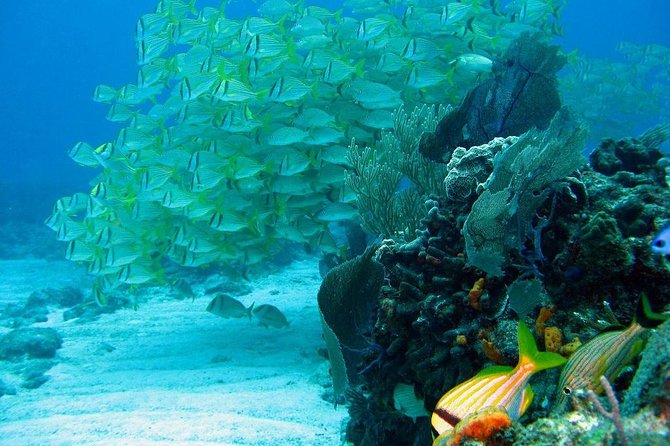 Puerto Morelos Reef Snorkeling Tour with Lunch - Snorkel Stop One: Tropical Fish, Turtles, and Reef Life You Can Actually See