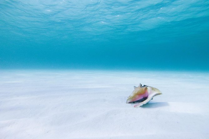 Puerto Morelos Secret Sandbar Catamaran Sail - Who this tour suits best, and who should think twice