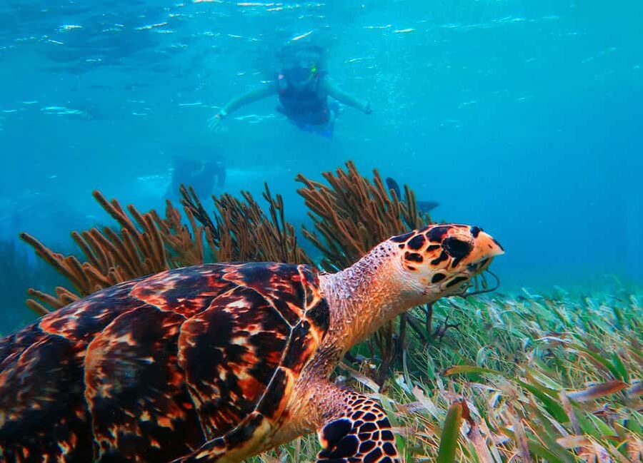 Puerto Morelos: Snorkel, Town Walk, Tequila & Beach Lunch - Puerto Morelos town walk and shopping time that actually lets you breathe