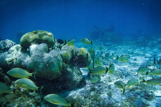 Reef Snorkel In National Park In Puerto Morelos With Lunch And Transportation - Puerto Morelos center stroll and the private beach club breakfast break
