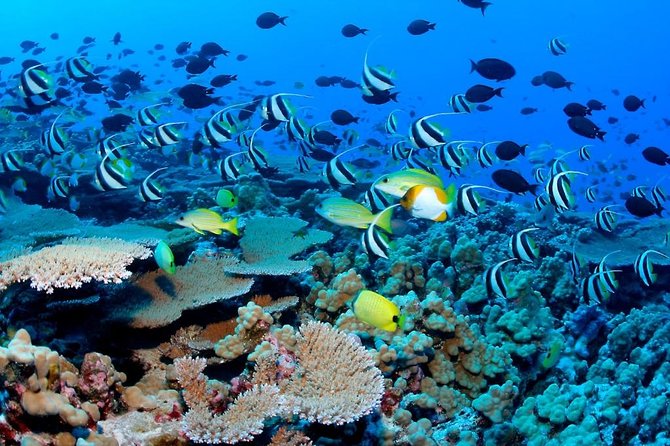 Reef Snorkel, underwater adventure in Puerto Morelos With Transportation & Lunch - Key highlights you’ll care about