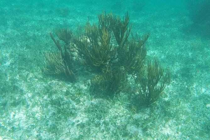 Reef Snorkel, underwater adventure in Puerto Morelos With Transportation & Lunch - What happens after snorkeling: lunch, snacks, tequila tasting, and local markets