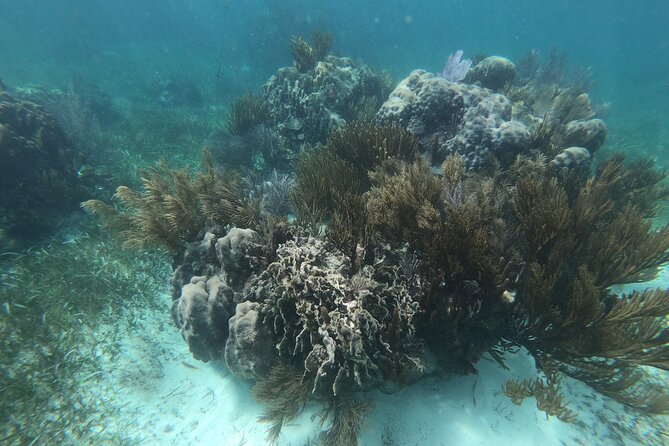 Reef Snorkel, underwater adventure in Puerto Morelos With Transportation & Lunch - Price and value: what $44.25 covers, and what costs extra