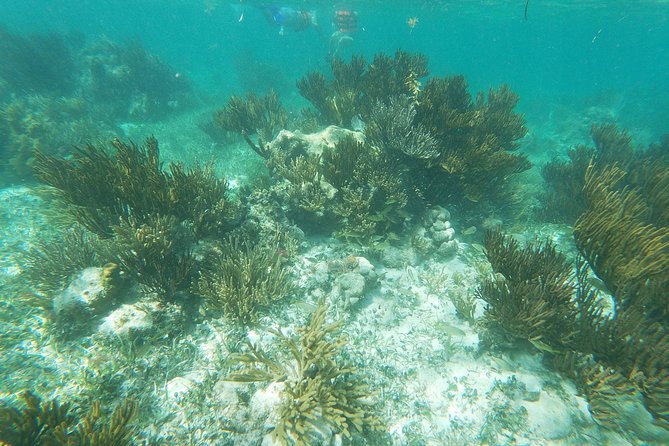 Reef Snorkel, underwater adventure in Puerto Morelos With Transportation & Lunch - Group size, fitness, and who should book