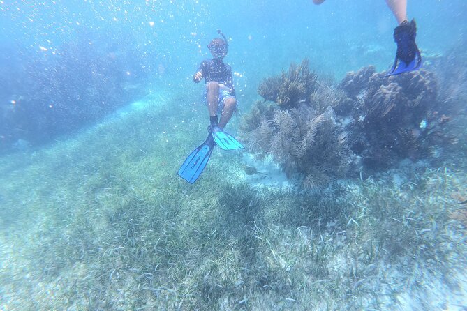 Reef Snorkel, underwater adventure in Puerto Morelos With Transportation & Lunch - Should you book Reef Snorkel with Transportation and Lunch?