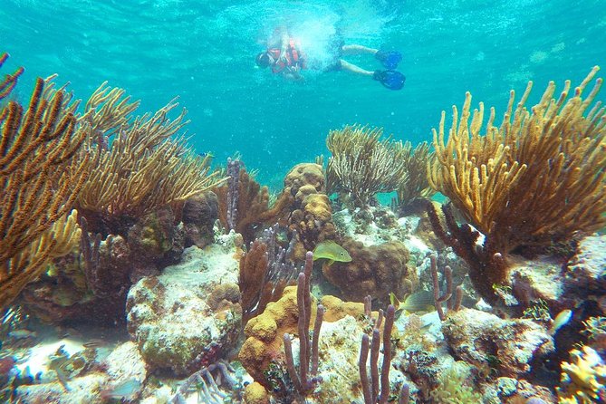 Reef Snorkeling in National Park from Cancun with Beachside Lunch - Gear Rules, Reef Protection, and the Camera Reality