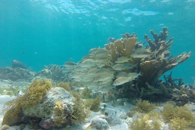 Reef Snorkeling & Jungle Speedboat Adventure with Mayan Ceremony - Who this tour is best for