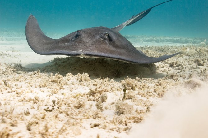 Riviera Maya Luxury Snorkeling Cruise with Lunch and Drinks - Price, Extra Fees, and What Makes This Feel Like a Good Deal