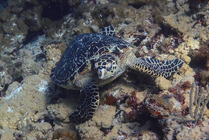 Scuba Diver Certification Course - Day 2 Part 2: National Marine Park 2-tank boat outing