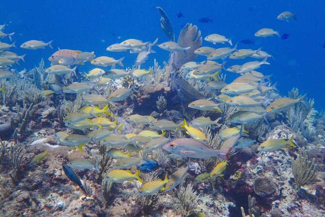 Scuba Diver Certification Course - Instructors and safety culture: what the staff gets praised for