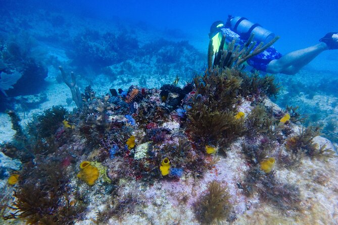 Scuba Diver Certification Course - The 8:00am meetup at Aqua Adventures Eco Divers