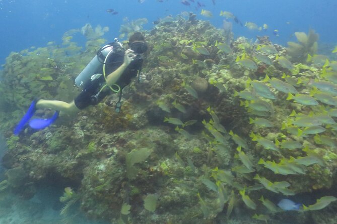 Scuba Diving (1st time) in Cancun Beginner's WELCOMED! - Stop 2: MesoAmerican Reef in Cancun National Park