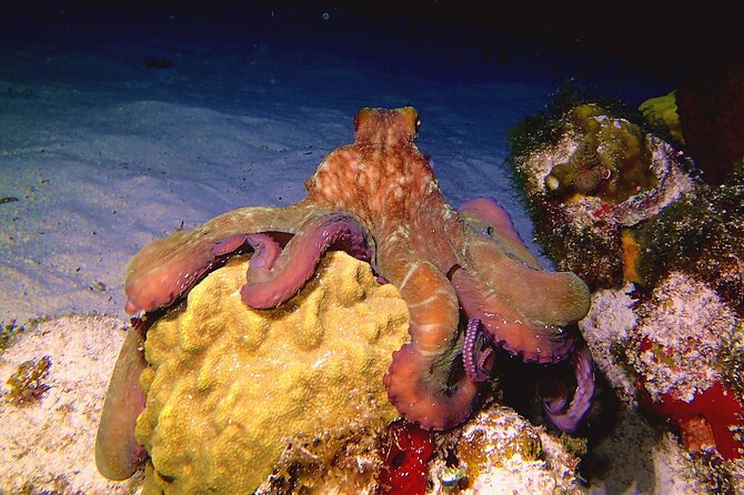 Scuba Diving Adventure WITHOUT CERTIFICATION! Try it today! - Timing, Boat Ride, and How to Plan Your Day