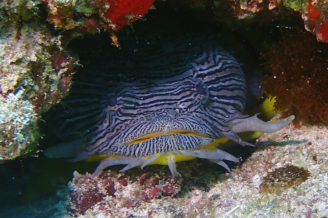 Scuba Diving Adventure WITHOUT CERTIFICATION! Try it today! - Do You Get Credit Toward PADI Open Water?