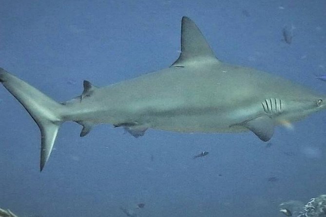 Scuba Diving Adventure WITHOUT CERTIFICATION! Try it today! - Who This Is Perfect For, and Who Should Consider Alternatives