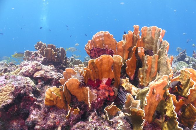 Scuba Diving Adventure WITHOUT CERTIFICATION! Try it today! - Small Group Setup and Pro Coaching: Why Safety Feels Real