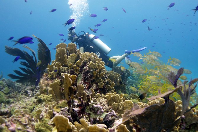 Scuba diving at MUSA the underwater museum for certified divers - MUSA and Manchones: why this combo works for certified divers