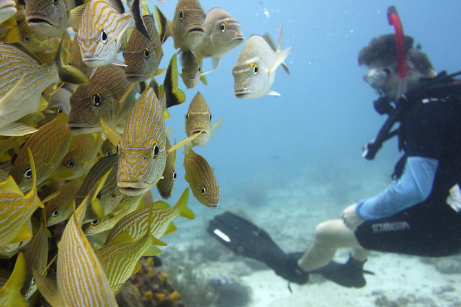Scuba diving at MUSA the underwater museum for certified divers - Boat breaks, fruit, and what you get for the money