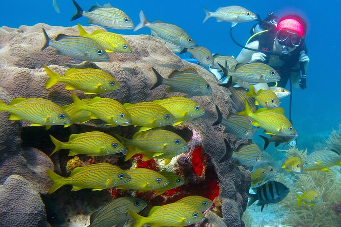 Scuba Diving Under Water Museum and Reef for beginners - Safety, communication, and instructor styles that get praised
