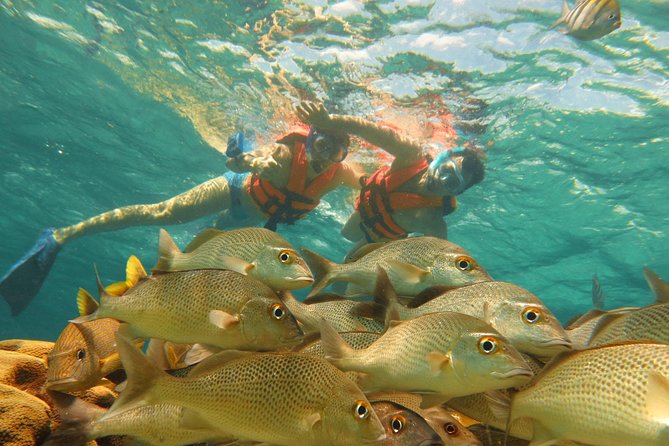 Sea Turtle Snorkeling Ecofriendly Tour from Cancun & Riviera Maya - Akumal Bay snorkeling with sea turtles, plus the guide call-and-response