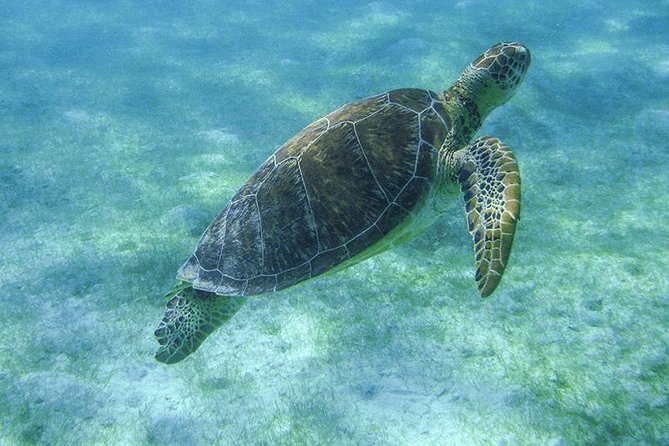 Sea Turtle Snorkeling Ecofriendly Tour from Cancun & Riviera Maya - What is included, what is not, and where your money actually goes