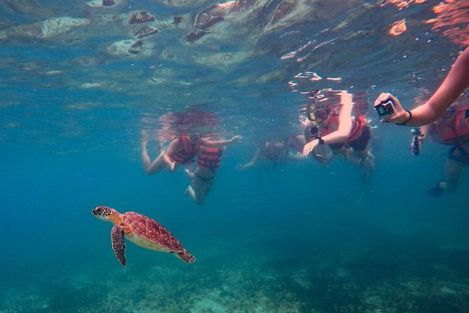 Sea Turtle Snorkeling Ecofriendly Tour from Cancun & Riviera Maya - Small group size and hygiene steps that change the vibe