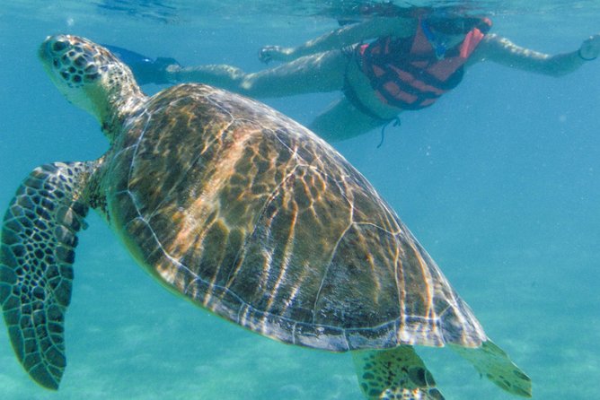 Sea Turtle Snorkeling Ecofriendly Tour from Cancun & Riviera Maya - My practical tips to get more from the day
