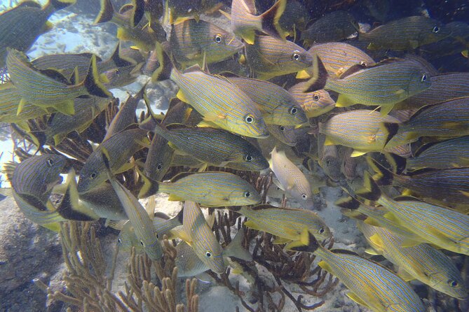Small-Group Mesoamerican Barrier Reef Snorkeling in Puerto Morelos - Reef Rules and Wetsuits: The Sunscreen Issue You Cannot Ignore