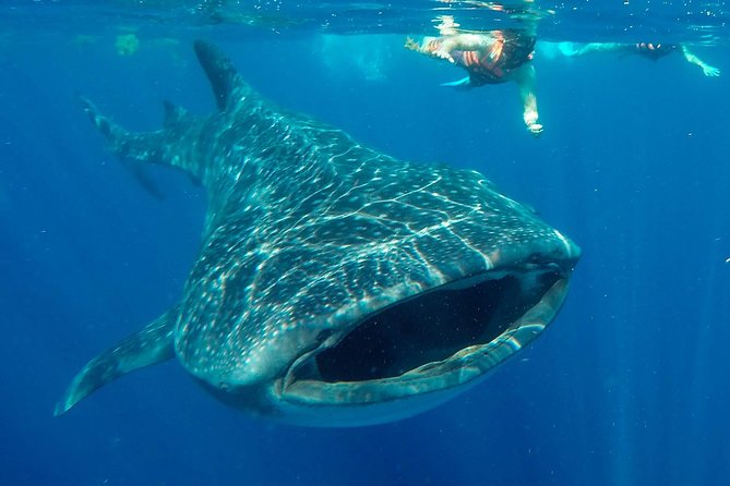 Small Group Whale Shark Encounter - 10 years in business - Key points before you book this whale shark snorkeling day