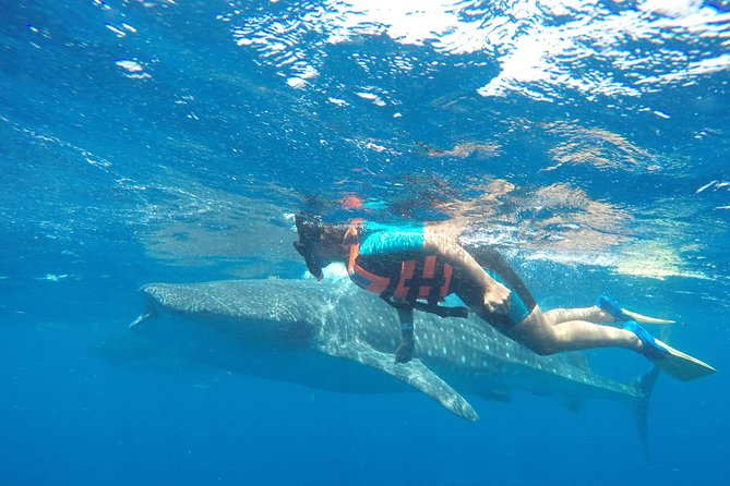 Small Group Whale Shark Encounter - 10 years in business - Why whale sharks off Cancun are a bucket-list match for morning people