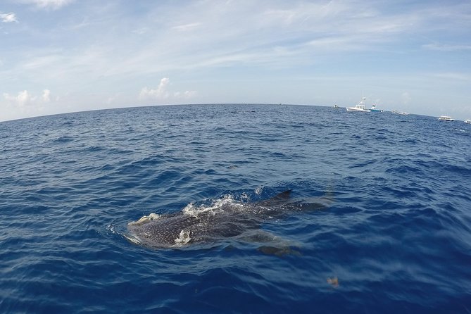Small Group Whale Shark Encounter - 10 years in business - Playa Norte snorkeling: how the encounter is managed in the water