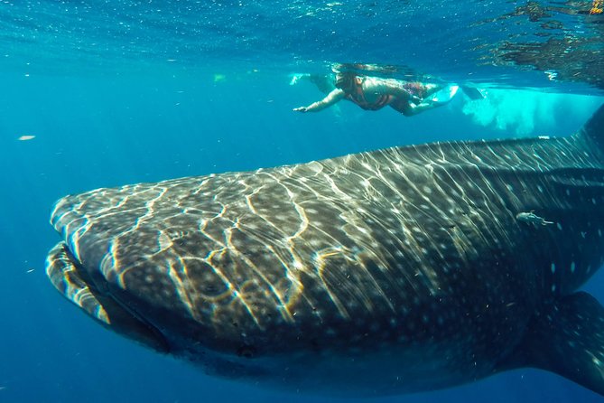 Small Group Whale Shark Encounter - 10 years in business - The “after whale sharks” flow at North Beach of Isla Mujeres