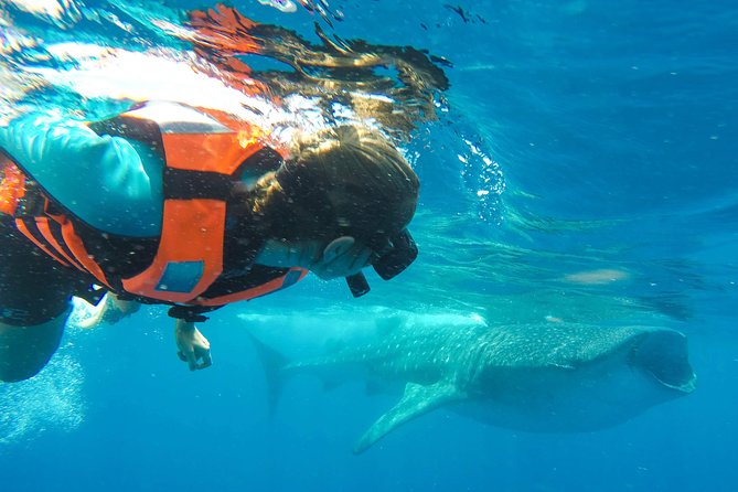 Small Group Whale Shark Encounter - 10 years in business - Breakfast at the marina, snorkel gear, and other “small” comfort wins