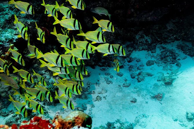 Snorkel and swim in Cozumel el Cielo Reef, Palancar and Colombia - Key points before you go