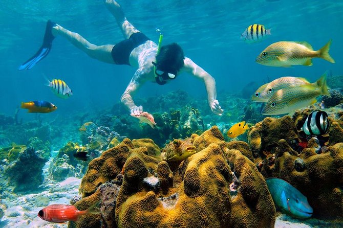 Snorkel and swim in Cozumel el Cielo Reef, Palancar and Colombia - How the day runs from Cancun, with the 8:00 am start