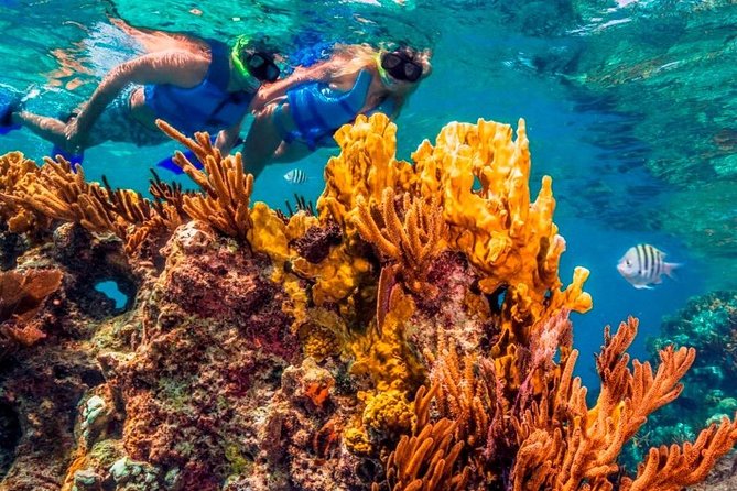 Snorkel and swim in Cozumel el Cielo Reef, Palancar and Colombia - Reef stop 2: Colombia reef, where fish and color do the talking