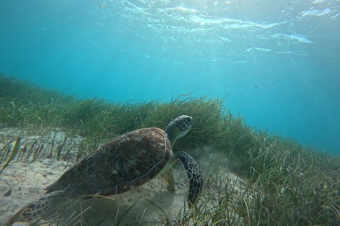 Snorkel at the Reef 2 HOURS Puerto Morelos National park - What you get for the $43.01 price (and why it feels fair)
