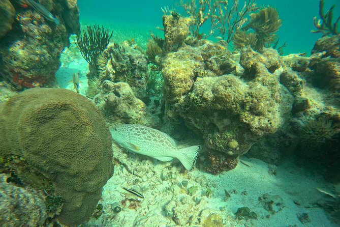 Snorkel at the Reef 2 HOURS Puerto Morelos National park - Your comfort checklist: swimming and ladder steps