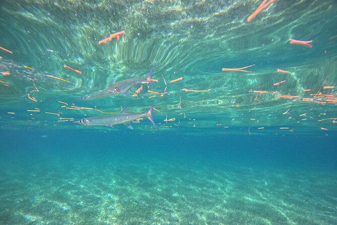 Snorkel at the Reef 2 HOURS Puerto Morelos National park - Gear included, so you can travel lighter