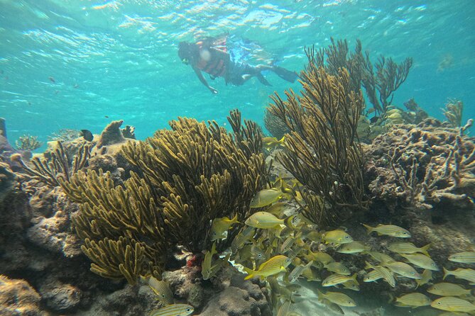 Snorkel at the Reef 2 HOURS Puerto Morelos National park - The small-group boat experience that helps (a lot) in the water