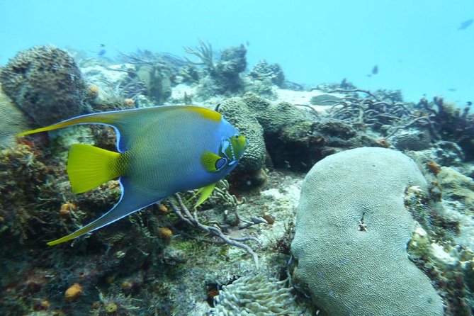 Snorkel in El Cielo Cozumel Reef with Lunch, Beach and Transport - Between swims: lunch, pool time, and El Cielito Beach